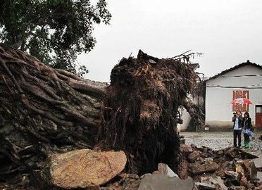 广东1100多岁古榕树倒塌,古榕树倒塌的原因是什么?