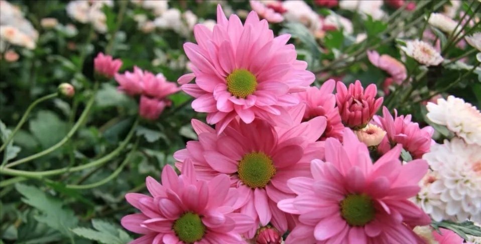 儿子都三十多岁了,还给妈妈发脾气,妈妈该怎么办？