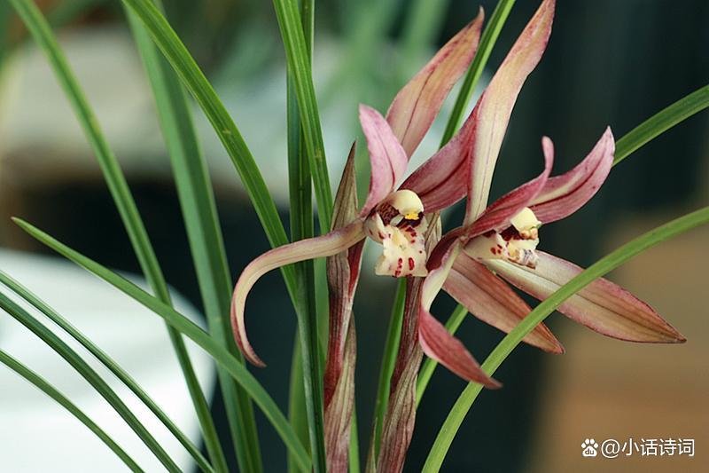 “三月三日气象新，长安水边多丽人”，杜甫这两句诗描绘了怎样的景象？