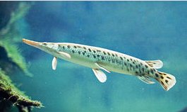 长嘴鳄（雀鳝）如何分雌雄