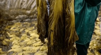 统一的老坛酸菜到底从哪里来？关于这个企业你了解多少？