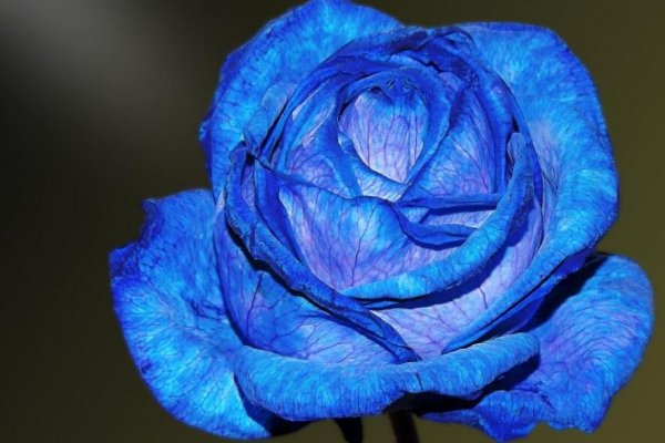 蓝色妖姬如何养