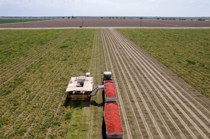 美国番茄危机是怎么回事？