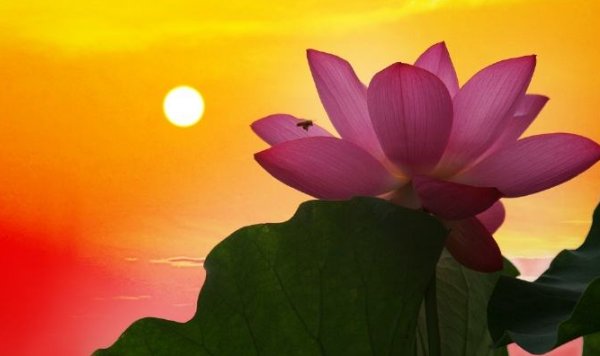 春光秋水出芙蓉,映日荷花别样红.是什么意思