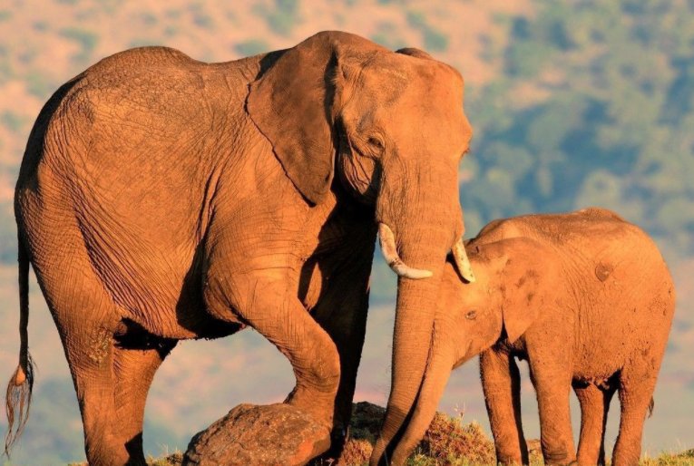 防空警报响起，母象围成一圈保护小象，母爱究竟有多伟大？