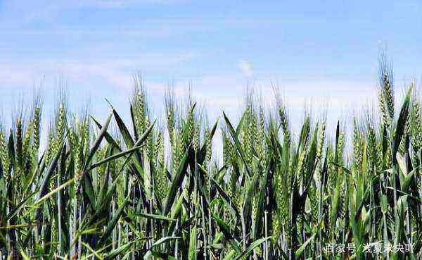 2020立春是几月几日几点立春