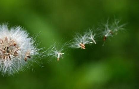 靠风传播种子的植物有哪些？