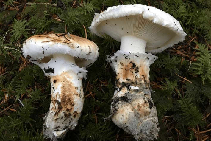 口蘑中的口字代表