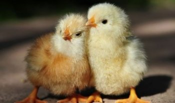 十里飘香是指什么动物