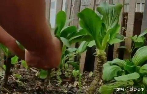 非洲男子把上海青种成了万年青，此男子是怎么做到的？