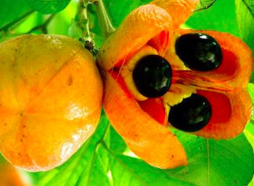 世界上最吓人的水果