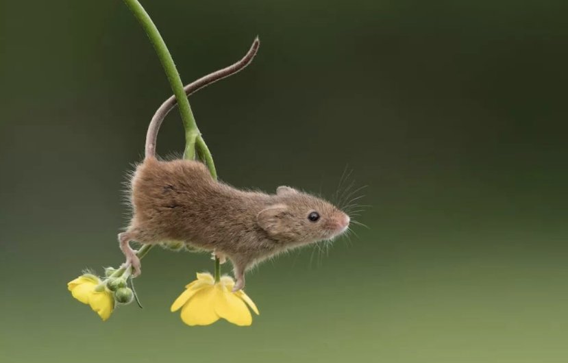 嘴上春风什么肖