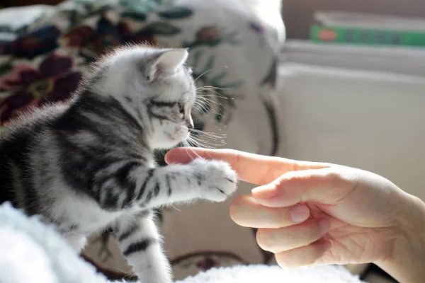 吸猫是什么意思为什么犯法