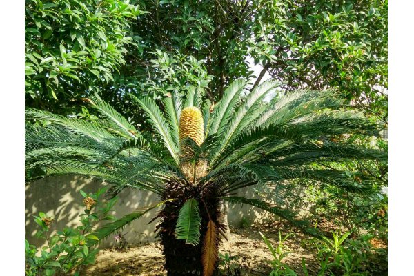 人们常用千年铁树开花形容什么