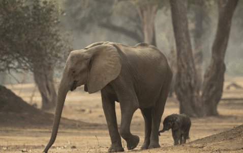 防空警报响起，母象围成一圈保护小象，母爱究竟有多伟大？