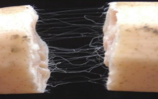 藕断丝连的“丝”属于什么组织