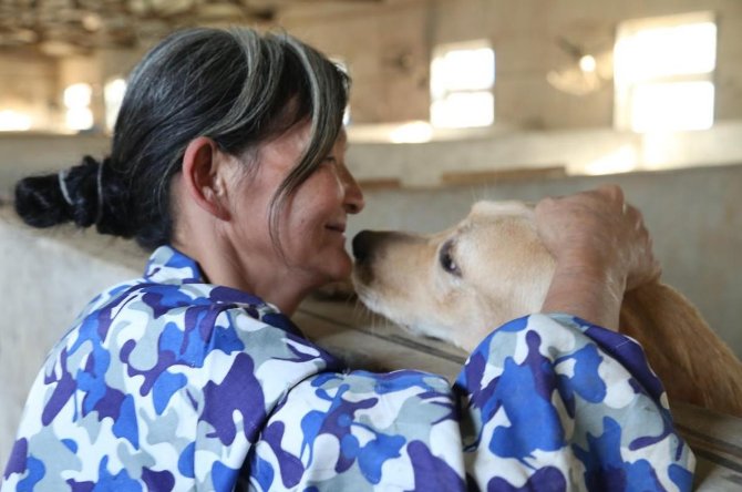 老人执念救狗20年：曾与4百只狗同住，养这么狗需要消耗多少经历和费用？