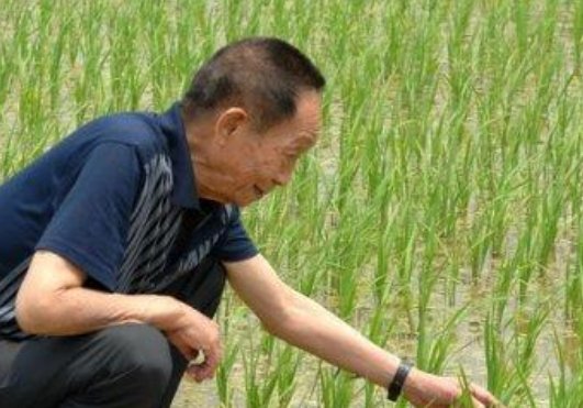 什么是第一次绿色革命，什么是第二次绿色革命说