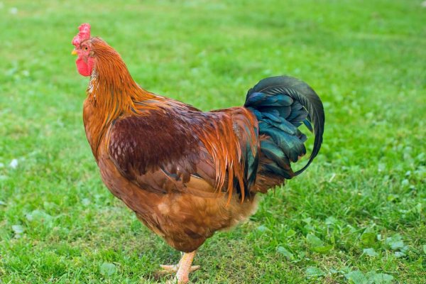 司晨报晓勤不懈什么意思