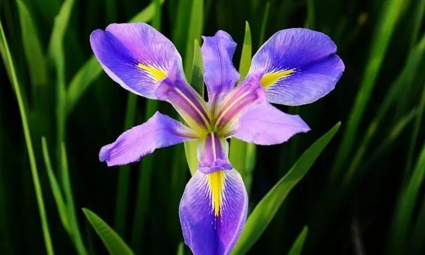 代表神明的花朵是什么？