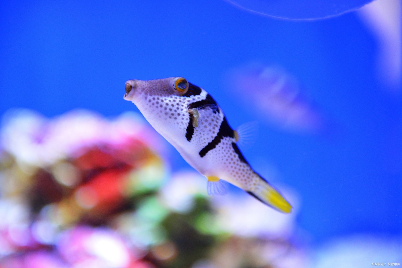 山东青岛一鱼摊老板发现海鱼患上“白内障”,这是怎么回事?