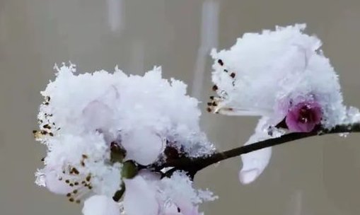 三月桃花雪寓意