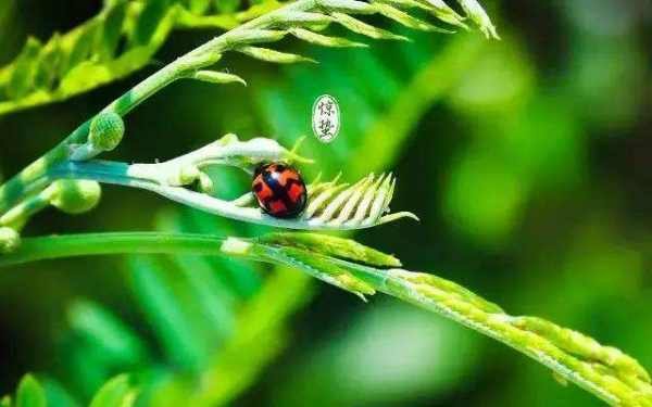 惊蛰的“蛰”应该读什么？