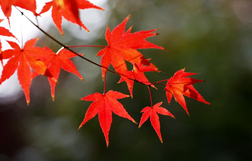 枫叶的外形和特征