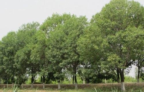 目前有哪些植物适合在盐碱地生长?