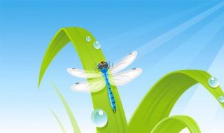 蜓的拼音和组词 蜓的拼音和组词有什么