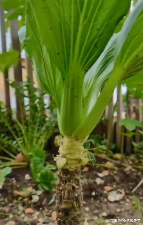 非洲男子把上海青种成了万年青，此男子是怎么做到的？