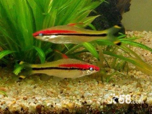 苦力泥鳅的观赏性
