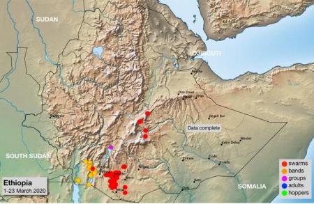沙漠蝗虫卷土重来会带来什么影响？
