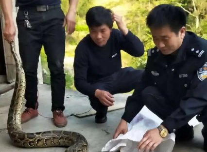50斤重巨蟒在深圳龙岗区工业园蒸汽管下安家,这么大蛇为何会出现在城区?