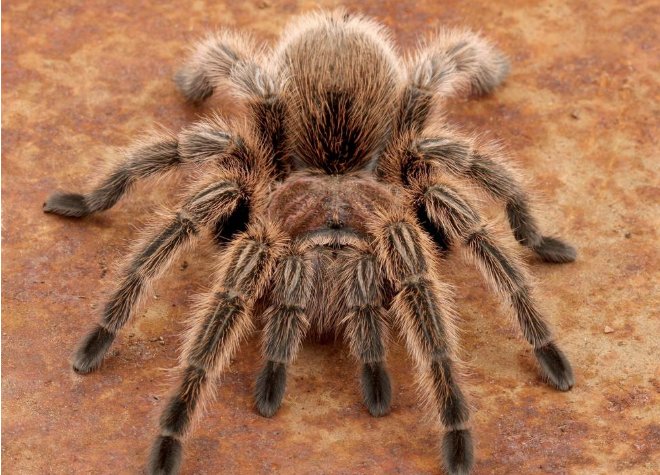 狼蛛有毒吗？？