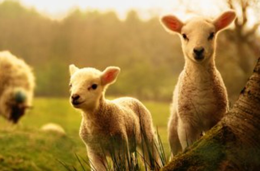 节俭力行什么生肖