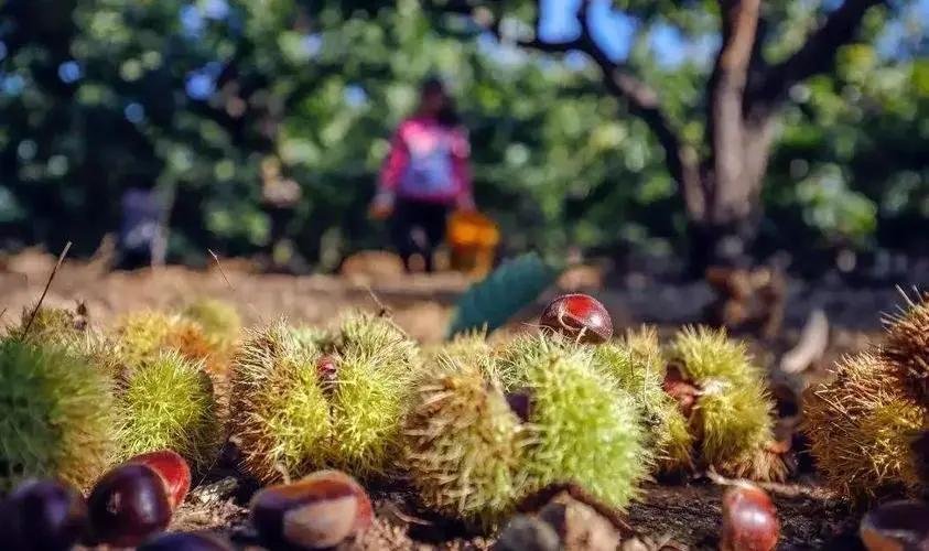 男子在丛林中发现了一堆板栗,是小动物过冬的食物,为何不能动这些食物呢?