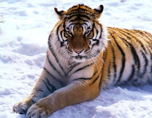 小鸡考考你：老虎头上都有一个“王”字吗？