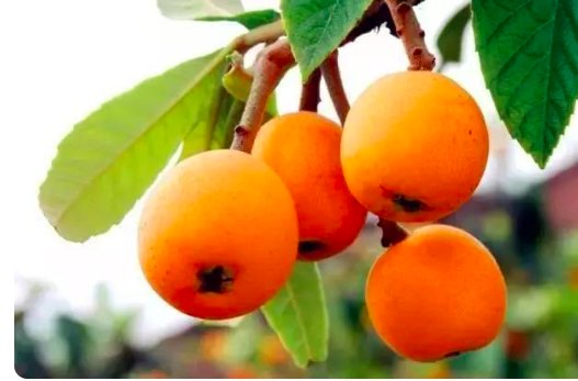 枇杷原产于日本，对吗？