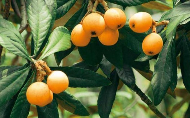 福建一科学家用一辈子为枇杷改名，枇杷的起源是什么？