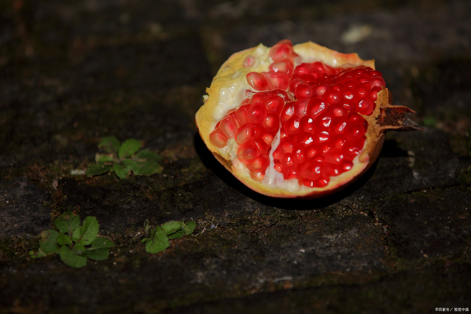 新疆叶城县盛产的西域圣果是什么水果？