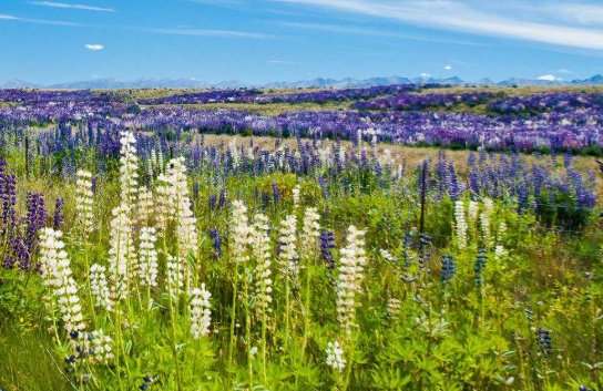 鲁冰花歌词为什么恐怖？