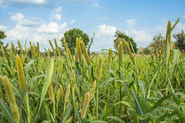 庄组词和拼音和部首