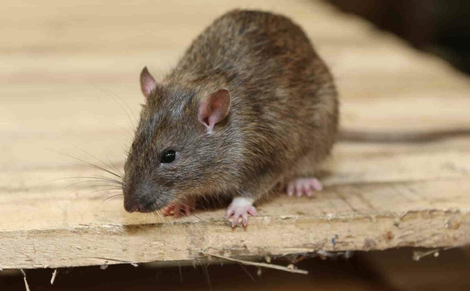 嘴上春风什么肖