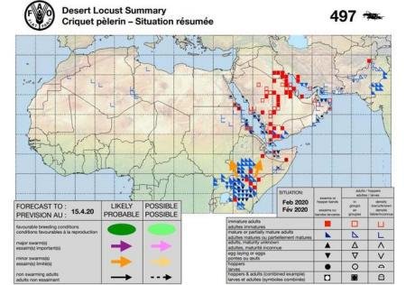 沙漠蝗虫卷土重来会带来什么影响？