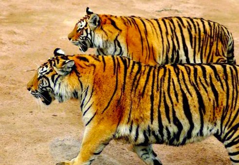 中国十大最强的老虎排名