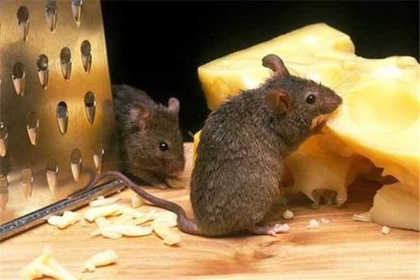 四川一只老鼠盗窃1800多元现金建“豪宅”，老鼠为何一般不容易被消灭？