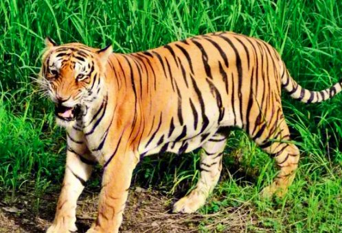 中国十大最强的老虎排名