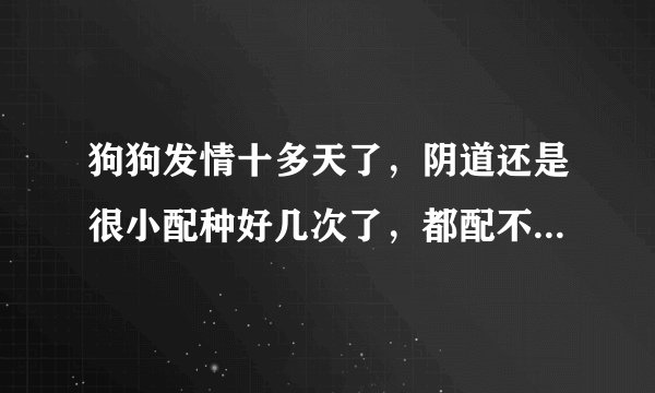 狗狗发情十多天了，阴道还是很小配种好几次了，都配不上，请问该怎么做才能配上