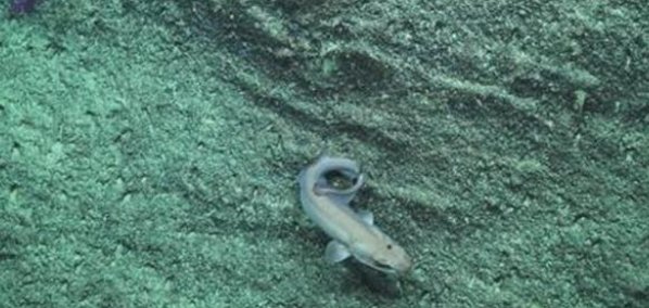 世界上最漂亮的鲨鱼来自哪里?